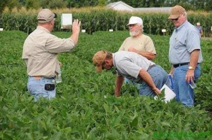 Destruyen cultivos de Monsanto